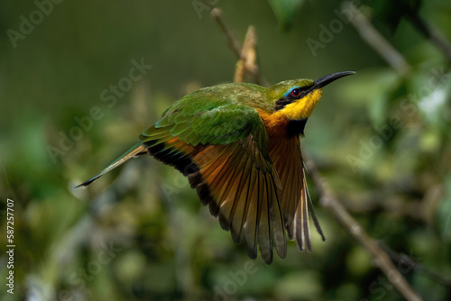Photography Little bee-eater flies past bush in sunshine