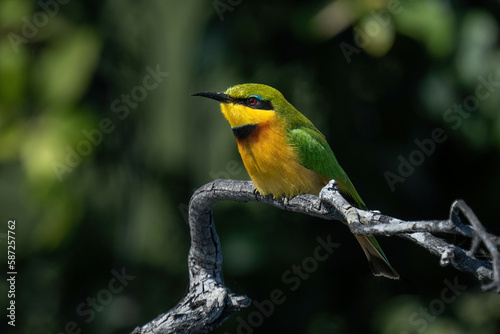 Photography Little bee-eater on twisted branch in sunshine