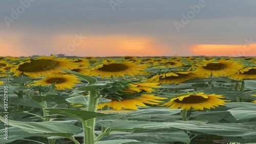 beautiful and warm rainy sunset in a field full of sunflowers, summer sunset, video sunflowers, vertical video