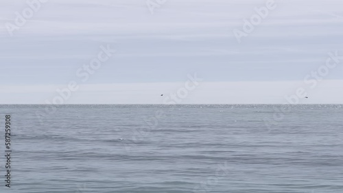vertical video of the sea, on the beach with birds flying, sunny and calm day on vacation