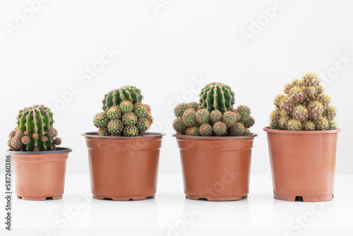 cactus plants in brown pots on white background