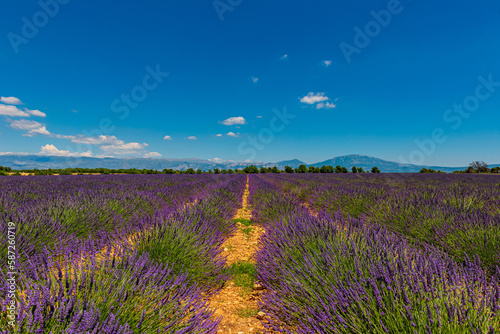 Lavendelfeld in der Provence / Valensole