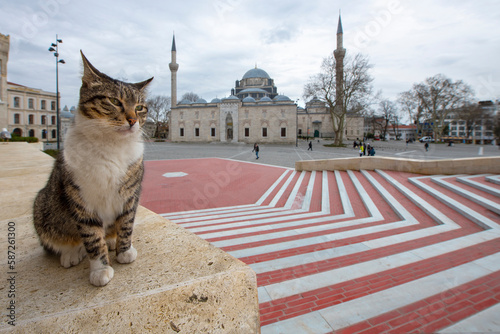 Beyazit mosque. The cat watching around in Beyazit square. Street cat in Beyazit square. Street cats in Istanbul.