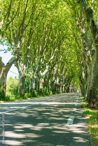 Platanenallee in der Provence photo