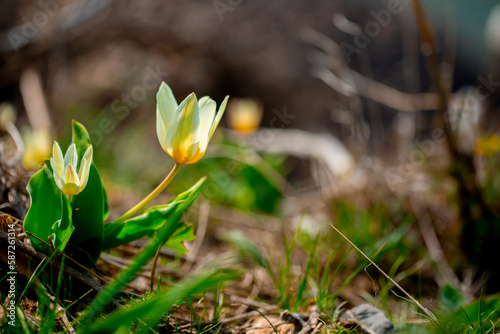 Spring flowers under the rays of sunlight. Snowdrops close-up. Beautiful landscape of nature. Hi spring. Beautiful flowers on a green meadow.