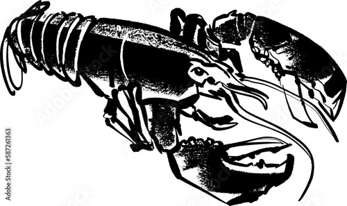 vector illustration of the crayfish 