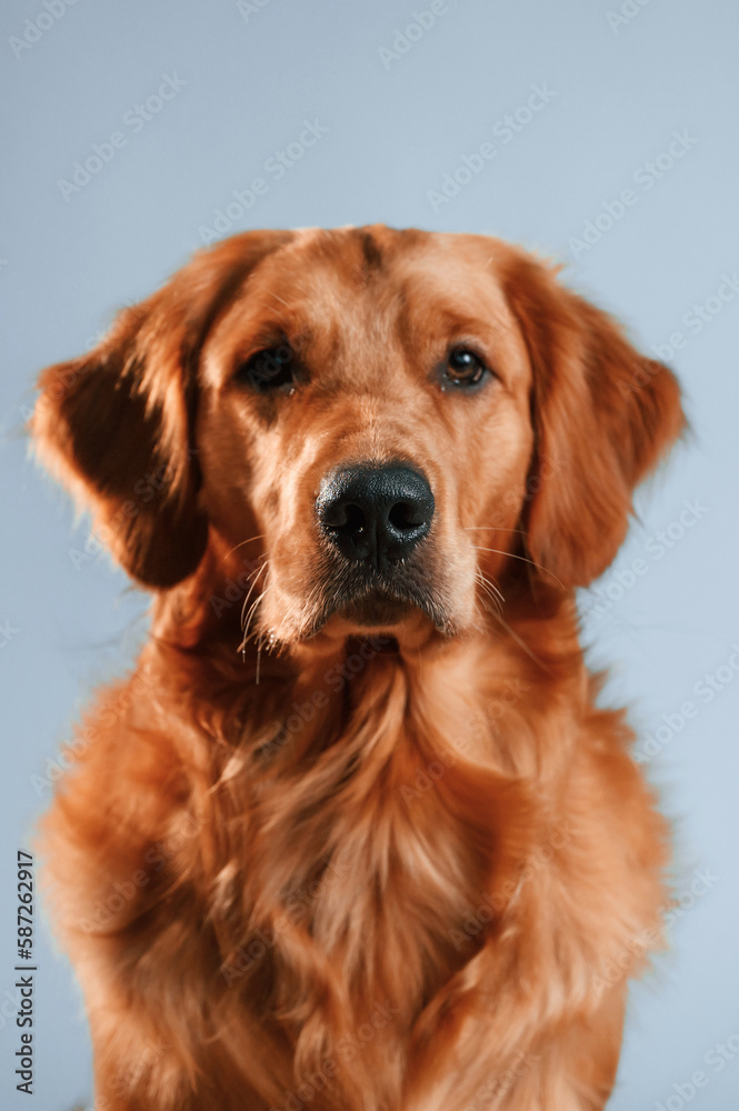 Front view. Cute golden retriever dog is sitting indoors against white and blue colored background in the studio Front view. Cute golden retriever dog is sitting indoors against white and blue colored background in the studio