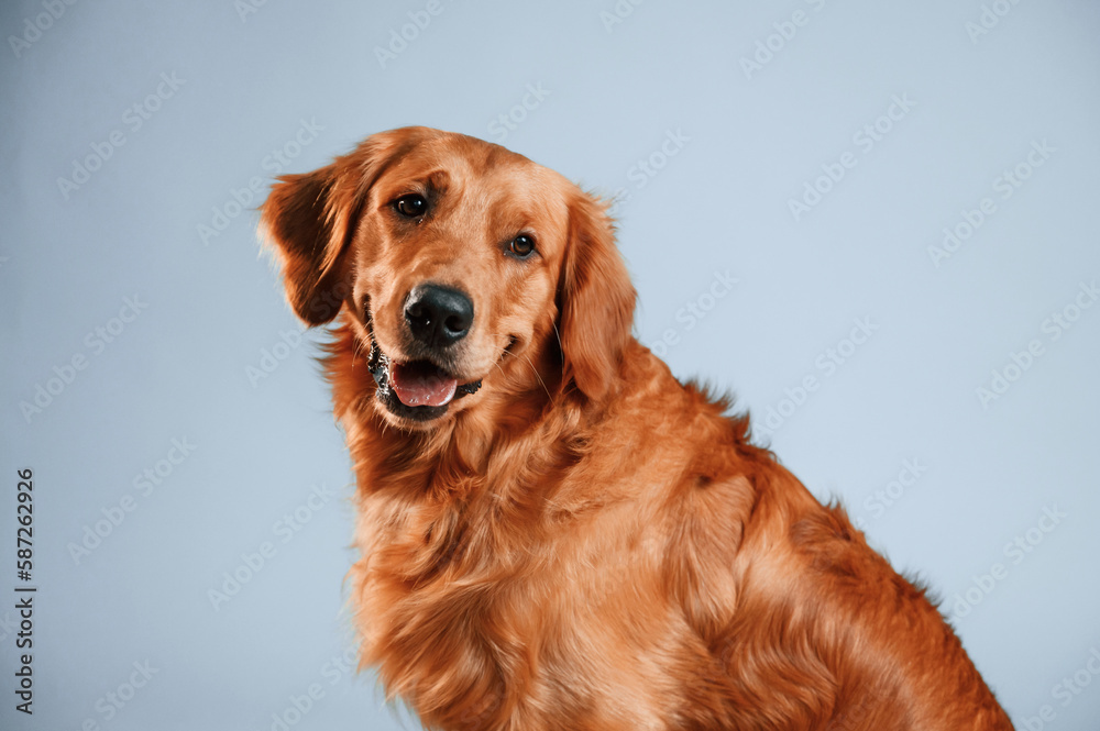 Cute golden retriever dog is sitting indoors against white and blue colored background in the studio