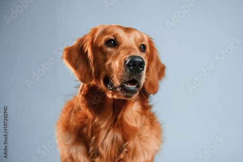 Front view. Cute golden retriever dog is sitting indoors against white and blue colored background in the studio © standret