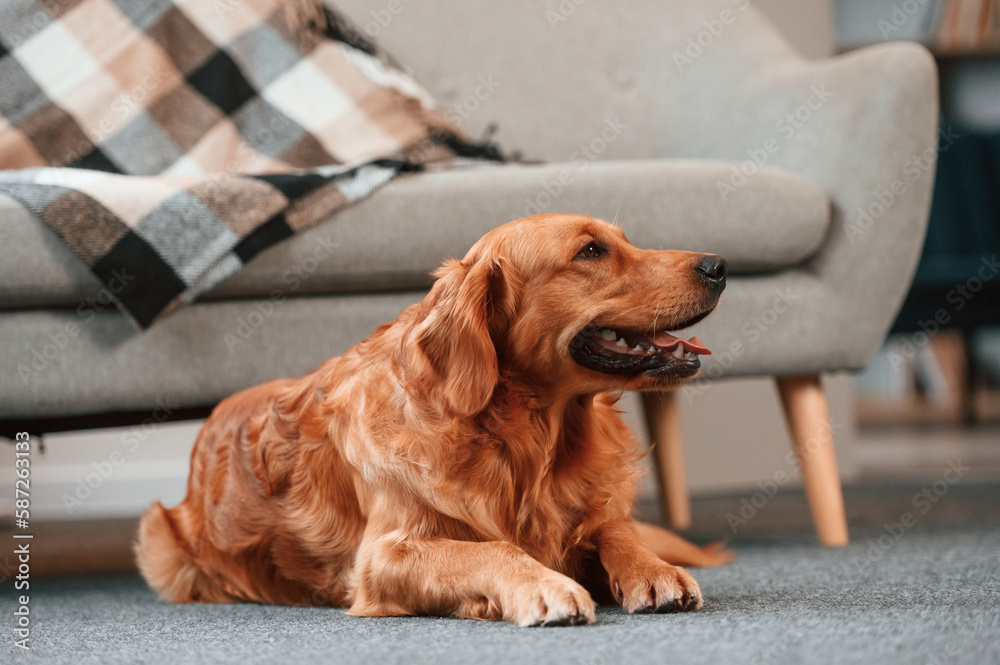 Relaxed cute Golden retriever dog is indoors in the domestic room lying down on the floor