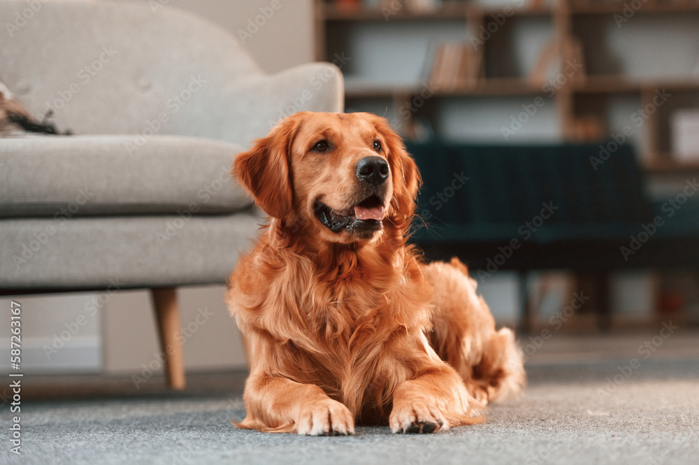 Calm pet is relaxed, lying down on the floor. Cute Golden retriever dog is indoors in the domestic room