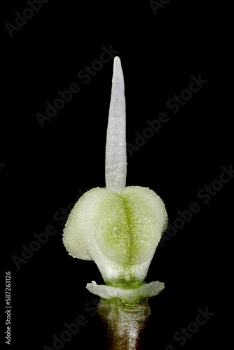 Ornamental Onion (Allium aflatunense). Ovary Closeup