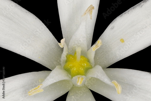 Garden Star-of-Bethlehem (Ornithogalum umbellatum). Pistil and Stamens Closeup photo