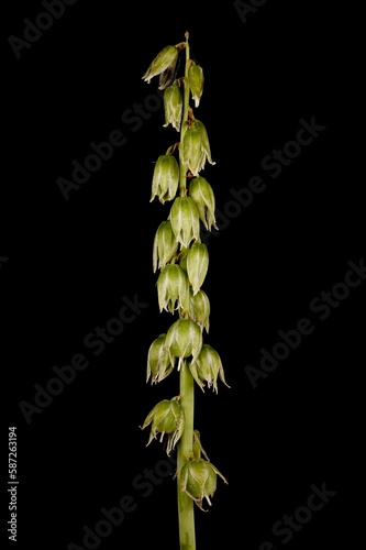 Drooping Star-of-Bethlehem (Ornithogalum nutans). Infructescence Closeup photo