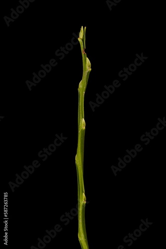 Bilberry  Vaccinium myrtillus . Wintering Twig Closeup