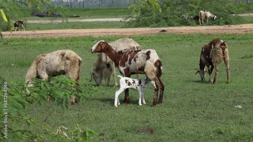 A baby goat is drinking milk from its mother
A baby goat is drinking milk from its mother