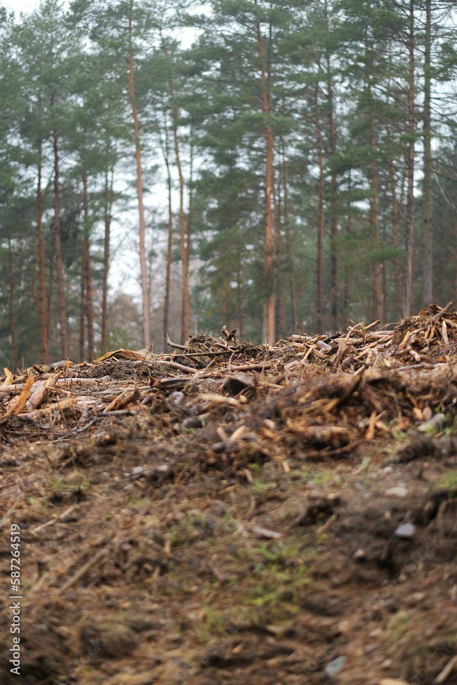 Obraz premium Deforestation process. Deforestation progress on the forests in Europe.