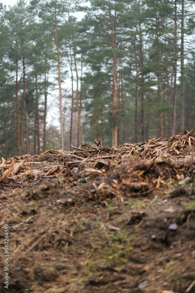 Deforestation process. Deforestation progress on the forests in Europe.