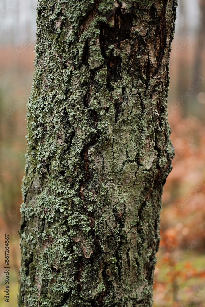 Old tree bark in the forest. Grunge wooden texture. Old tree bark in the forest. Grunge wooden texture.
