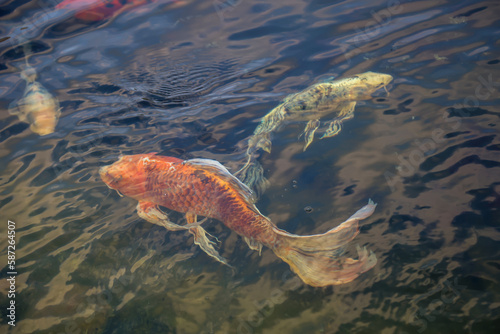 Große farbige Kois in einem Teich. Kois sind Karpfenähnliche Fische. © boedefeld1969