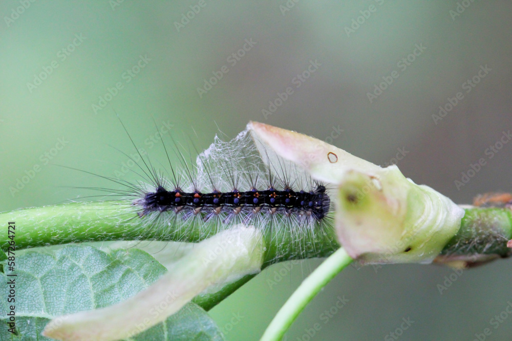 Eine Raupe eines Schwammspinner auf einer Pflanze. Raupe mit langen Haaren
 - obrazy, fototapety, plakaty 