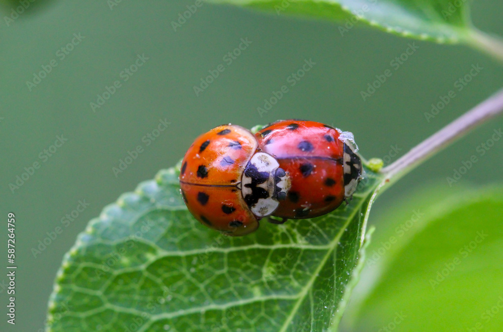 Zwei Marienkäfer auf einem Blatt eines Baumes bei der Paarung. Zwei Marienkäfer auf einem Blatt eines Baumes bei der Paarung.