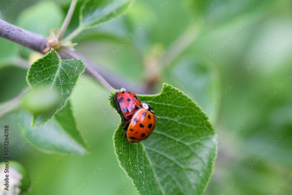 Fototapeta premium Zwei Marienkäfer auf einem Blatt eines Baumes bei der Paarung.