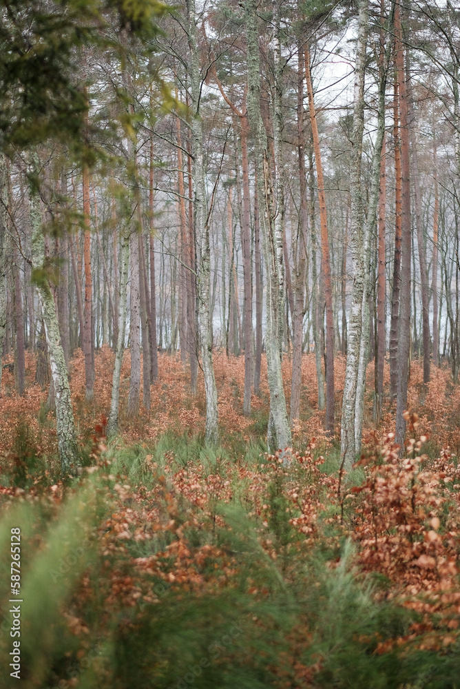 Fototapeta premium Forest in the polish countryside. Nature of the polish forests. Spring in the forest.