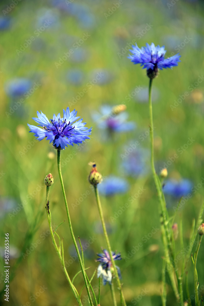 Obraz premium Kornblumen auf einer Wiese
