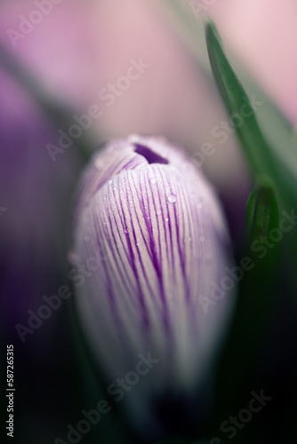 Fototapeta crocus