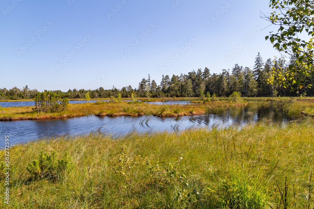 beautiful landscape with heathland an bog in the Black Forest region in Germany