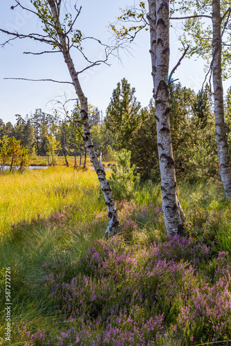beautiful landscape with heathland an bog in the Black Forest region in Germany