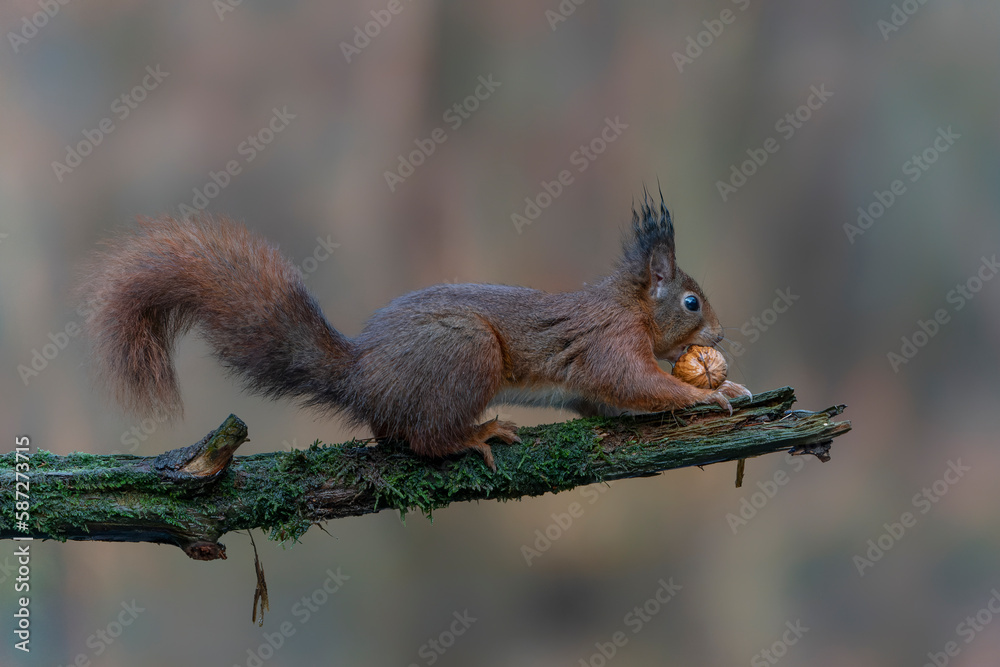 Eurasian red squirrel (Sciurus vulgaris) eating a walnut on a branch. Noord Brabant in the Netherlands.                                     