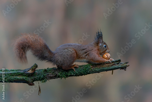 Eurasian red squirrel (Sciurus vulgaris) eating a walnut on a branch. Noord Brabant in the Netherlands. 