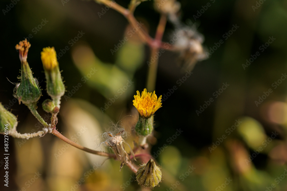 Wildflower Trail Up Close: Macro Photography Wildflower Trail Up Close: Macro Photography