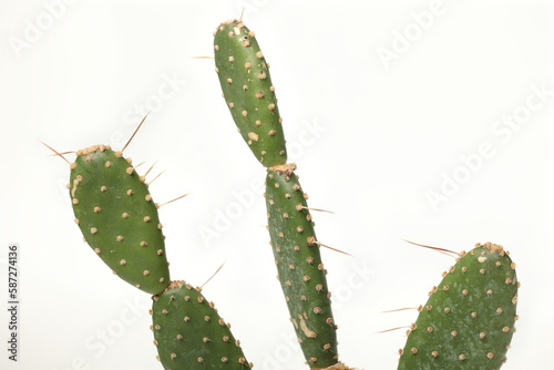 Natural Minimalism  Cactus and Succulents on White Background