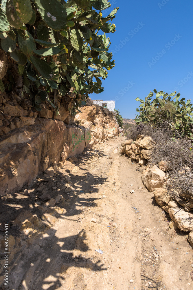 Footpath in Morocco surrounded by Cactus plants in the rural desert area Footpath in Morocco surrounded by Cactus plants in the rural desert area