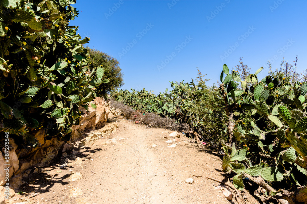 Footpath in Morocco surrounded by Cactus plants in the rural desert area Footpath in Morocco surrounded by Cactus plants in the rural desert area