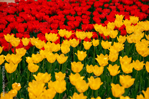 Yellow and red tulips in full frame view. Spring blossom background photo