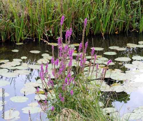 Wallpaper Mural Seerosen im Wasser Torontodigital.ca
