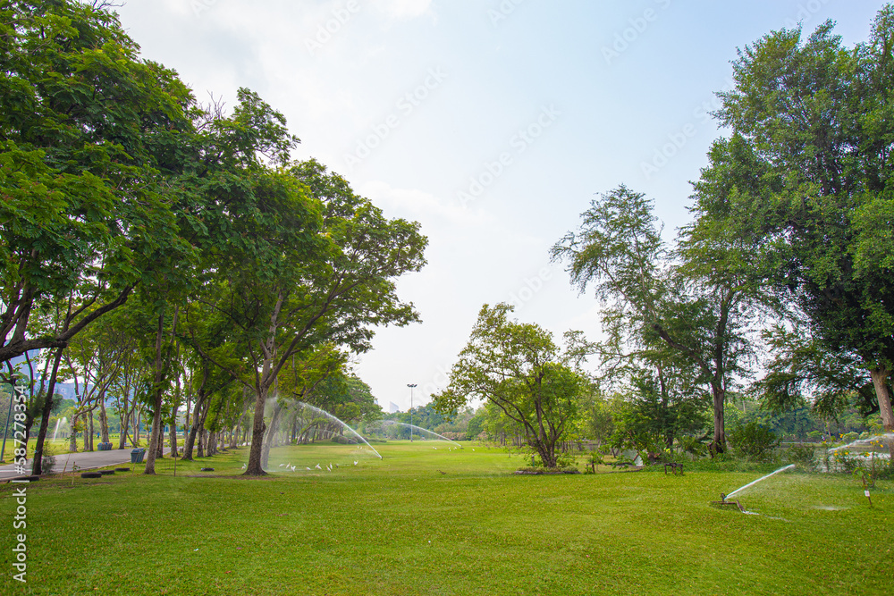 A large lawn surrounded by mature trees provides shade in the park A large lawn surrounded by mature trees provides shade in the park