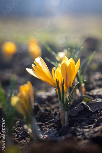 Spring background with blooming flowers. Crocus flower on a sunny spring day. Selective focus.