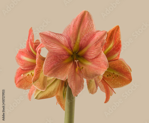 Hippeastrum (amaryllis) 