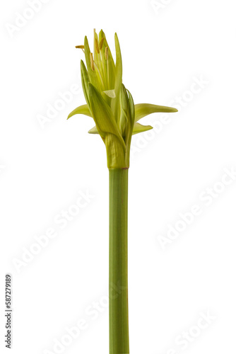  Hippeastrum  amarillis   Spider Group   Evergreen  on a white background isolated.