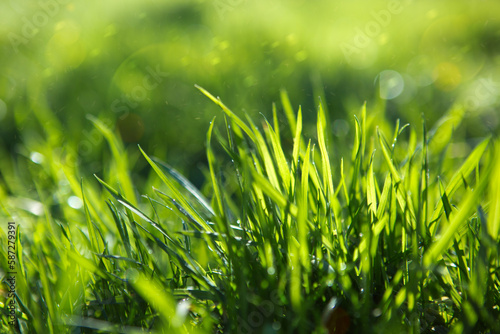 Bright green juicy grass on a blurry background. Soft focus.