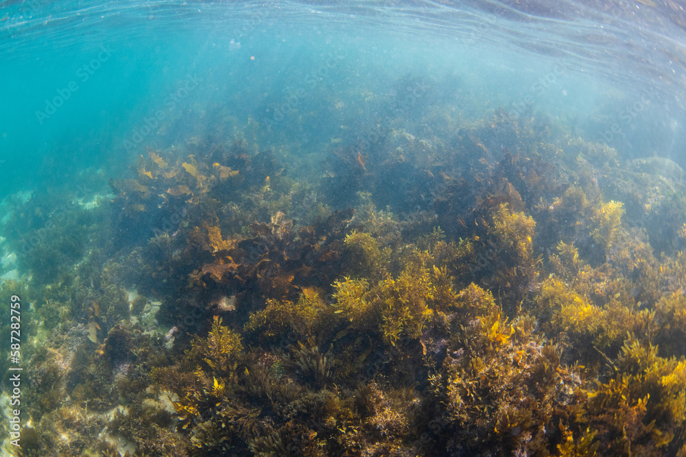 Seaweed with underwater light rays. Seaweed with underwater light rays.