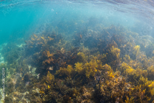 Seaweed with underwater light rays. © AlexandraDaryl