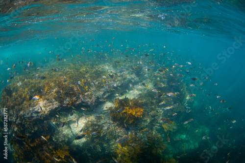 A school of fish around underwater reef.