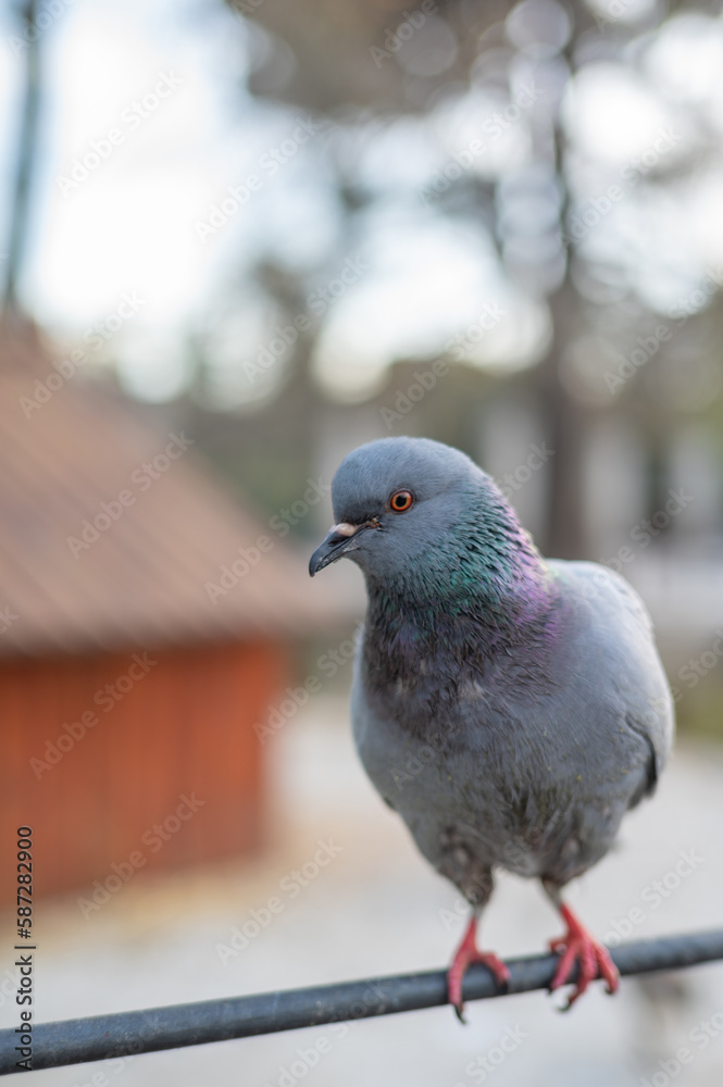 Madrid. Spain. March 28, 2023. Close-up of a pigeon perched on a pole Madrid. Spain. March 28, 2023. Close-up of a pigeon perched on a pole