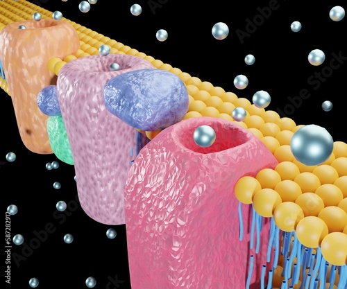 The electron transport chain is a series of proteins and organic molecules found in the inner membrane of the mitochondria 3d rendering photo